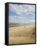 Farmland Off Highway 84, Near Pendleton, Oregon, United States of America, North America-Aaron McCoy-Framed Stretched Canvas