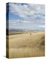 Farmland Off Highway 84, Near Pendleton, Oregon, United States of America, North America-Aaron McCoy-Stretched Canvas