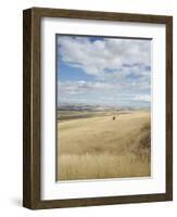 Farmland Off Highway 84, Near Pendleton, Oregon, United States of America, North America-Aaron McCoy-Framed Photographic Print