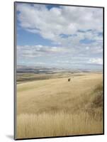 Farmland Off Highway 84, Near Pendleton, Oregon, United States of America, North America-Aaron McCoy-Mounted Photographic Print