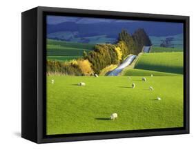 Farmland, South Otago, South Island, New Zealand-David Wall-Framed Stretched Canvas