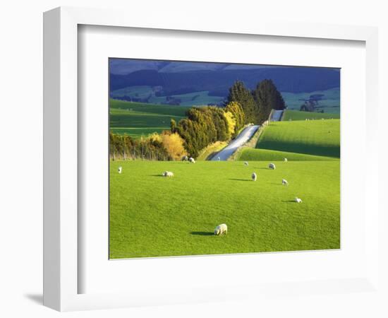 Farmland, South Otago, South Island, New Zealand-David Wall-Framed Photographic Print