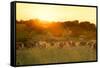 Farmland Summer Scene in Sunset-Dark Moon Pictures-Framed Stretched Canvas
