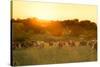 Farmland Summer Scene in Sunset-Dark Moon Pictures-Stretched Canvas