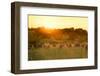 Farmland Summer Scene in Sunset-Dark Moon Pictures-Framed Photographic Print