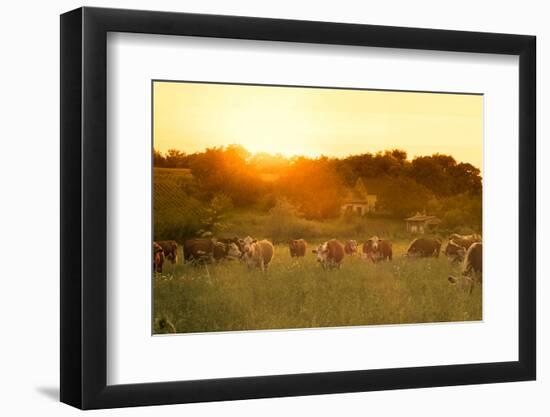 Farmland Summer Scene in Sunset-Dark Moon Pictures-Framed Photographic Print