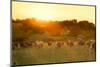 Farmland Summer Scene in Sunset-Dark Moon Pictures-Mounted Photographic Print