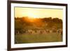Farmland Summer Scene in Sunset-Dark Moon Pictures-Framed Photographic Print