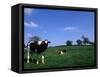 Farmland with Cows near Dublin, Ireland-Bill Bachmann-Framed Stretched Canvas
