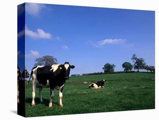 Farmland with Cows near Dublin, Ireland-Bill Bachmann-Stretched Canvas