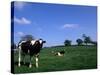 Farmland with Cows near Dublin, Ireland-Bill Bachmann-Stretched Canvas