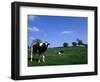 Farmland with Cows near Dublin, Ireland-Bill Bachmann-Framed Photographic Print