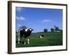 Farmland with Cows near Dublin, Ireland-Bill Bachmann-Framed Photographic Print