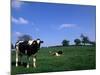Farmland with Cows near Dublin, Ireland-Bill Bachmann-Mounted Photographic Print