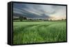 Farmland with Wheat Crop, Northern Ireland, UK, June 2011-Ben Hall-Framed Stretched Canvas