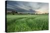 Farmland with Wheat Crop, Northern Ireland, UK, June 2011-Ben Hall-Stretched Canvas