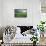 Farmland with Wheat Crop, Northern Ireland, UK, June 2011-Ben Hall-Framed Stretched Canvas displayed on a wall