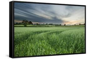 Farmland with Wheat Crop, Northern Ireland, UK, June 2011-Ben Hall-Framed Stretched Canvas