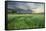 Farmland with Wheat Crop, Northern Ireland, UK, June 2011-Ben Hall-Framed Stretched Canvas