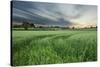 Farmland with Wheat Crop, Northern Ireland, UK, June 2011-Ben Hall-Stretched Canvas