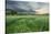 Farmland with Wheat Crop, Northern Ireland, UK, June 2011-Ben Hall-Stretched Canvas