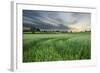 Farmland with Wheat Crop, Northern Ireland, UK, June 2011-Ben Hall-Framed Photographic Print