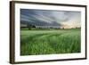 Farmland with Wheat Crop, Northern Ireland, UK, June 2011-Ben Hall-Framed Photographic Print