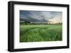 Farmland with Wheat Crop, Northern Ireland, UK, June 2011-Ben Hall-Framed Photographic Print