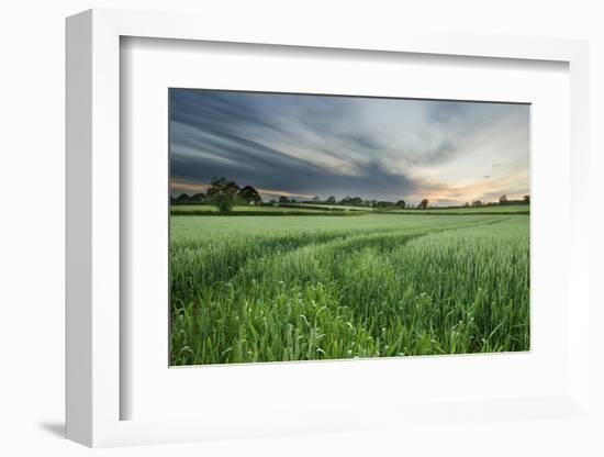 Farmland with Wheat Crop, Northern Ireland, UK, June 2011-Ben Hall-Framed Photographic Print