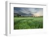 Farmland with Wheat Crop, Northern Ireland, UK, June 2011-Ben Hall-Framed Photographic Print