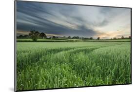 Farmland with Wheat Crop, Northern Ireland, UK, June 2011-Ben Hall-Mounted Photographic Print