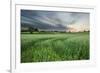 Farmland with Wheat Crop, Northern Ireland, UK, June 2011-Ben Hall-Framed Photographic Print