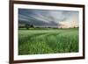 Farmland with Wheat Crop, Northern Ireland, UK, June 2011-Ben Hall-Framed Photographic Print