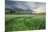 Farmland with Wheat Crop, Northern Ireland, UK, June 2011-Ben Hall-Mounted Photographic Print