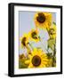 Farmlands and Flower Fields, The Hamptons, New York, USA-null-Framed Photographic Print