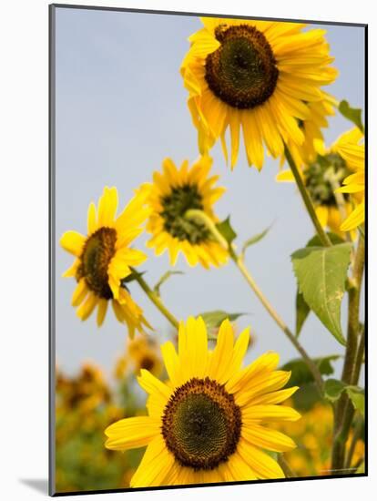 Farmlands and Flower Fields, The Hamptons, New York, USA-null-Mounted Photographic Print