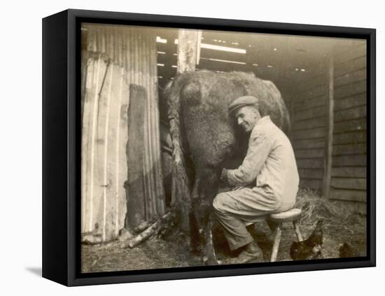 Farmworker Milks a Cow by Hand in a Very Primitive Cow- House-null-Framed Stretched Canvas