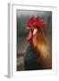 Farmyard Domestic Rooster, Close Up-Stuart Westmorland-Framed Photographic Print