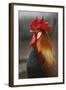 Farmyard Domestic Rooster, Close Up-Stuart Westmorland-Framed Photographic Print