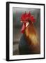 Farmyard Domestic Rooster, Close Up-Stuart Westmorland-Framed Photographic Print