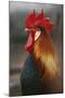 Farmyard Domestic Rooster, Close Up-Stuart Westmorland-Mounted Photographic Print