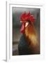 Farmyard Domestic Rooster, Close Up-Stuart Westmorland-Framed Photographic Print