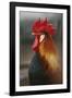 Farmyard Domestic Rooster, Close Up-Stuart Westmorland-Framed Photographic Print