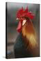 Farmyard Domestic Rooster, Close Up-Stuart Westmorland-Stretched Canvas