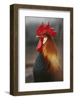 Farmyard Domestic Rooster, Close Up-Stuart Westmorland-Framed Photographic Print