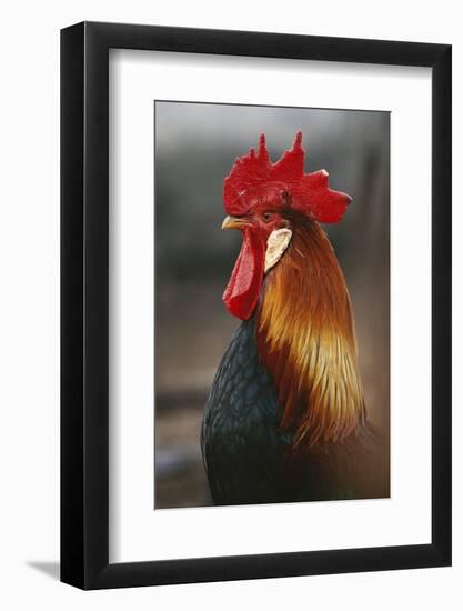 Farmyard Domestic Rooster, Close Up-Stuart Westmorland-Framed Photographic Print