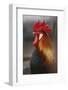 Farmyard Domestic Rooster, Close Up-Stuart Westmorland-Framed Photographic Print