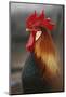 Farmyard Domestic Rooster, Close Up-Stuart Westmorland-Mounted Photographic Print