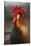 Farmyard Domestic Rooster, Close Up-Stuart Westmorland-Stretched Canvas