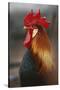 Farmyard Domestic Rooster, Close Up-Stuart Westmorland-Stretched Canvas